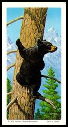 72BBATY 23 Black Bear.jpg